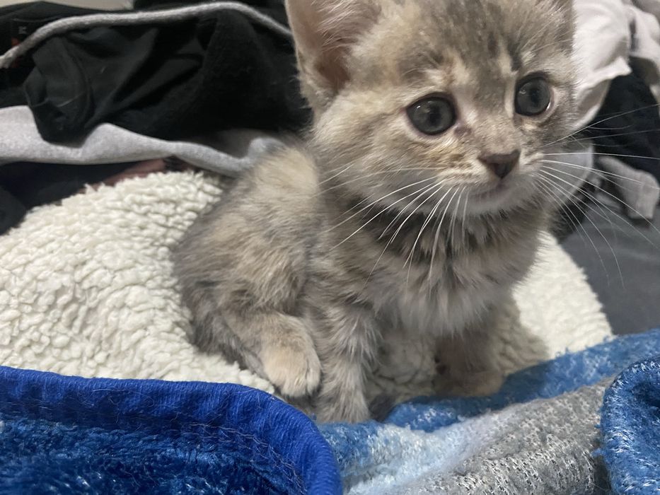 кошечка хорошая, в добрые руки