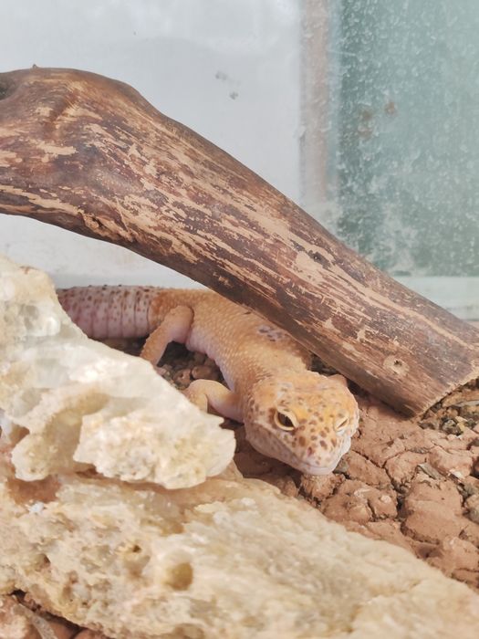 Эублефар, крупный самец