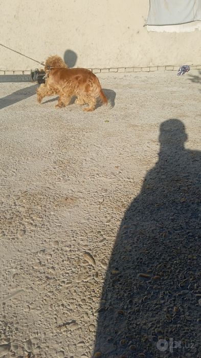 Ingiliz koker-spaynili