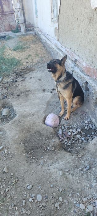 Apcharka nemetiski toza yoshi 1 yoshar o'rgatilgan