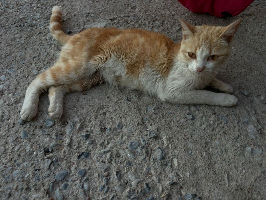 Мышық мырғауларымен