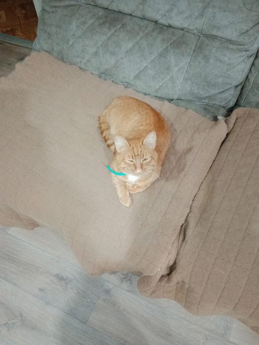 Отдам кота бесплатно