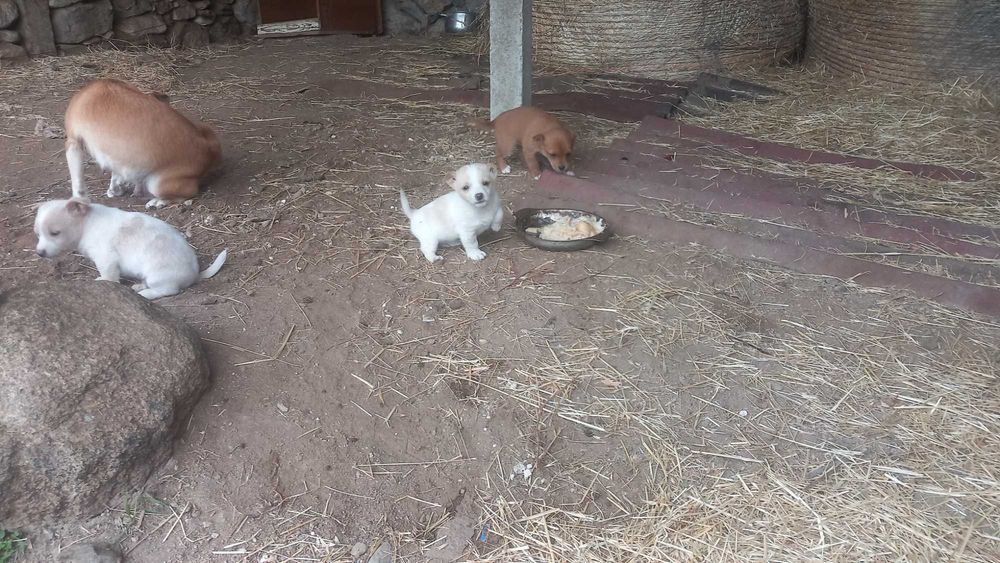 Подарявам 3 кученца