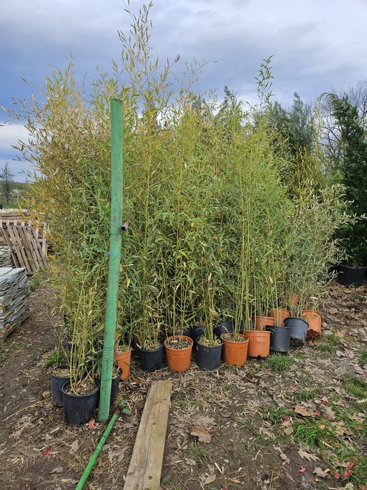 Maslin  bonsai plante