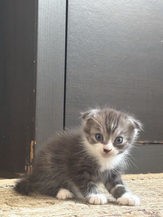 Продам кошка мальчик
