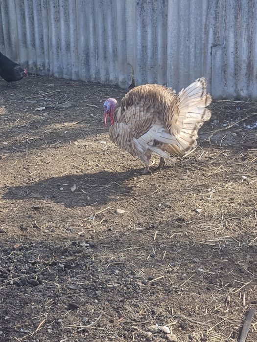 Продам индюк молодой самец
Здоровая птица.