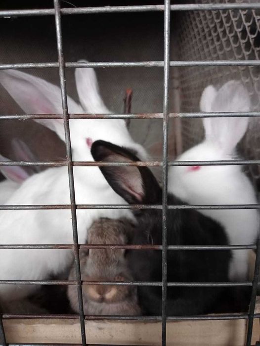 Продам крольчат фландеров