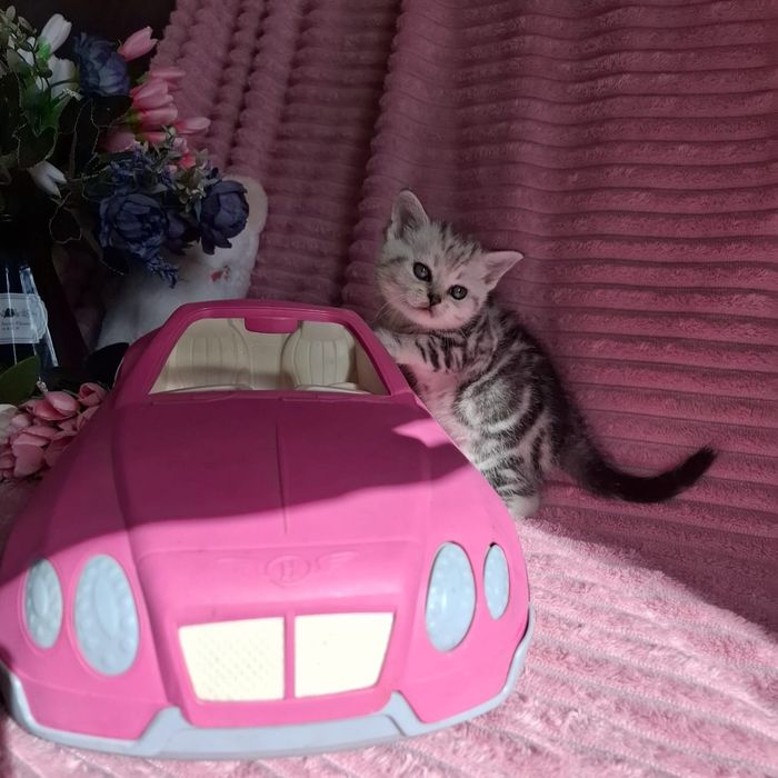 Британские котята