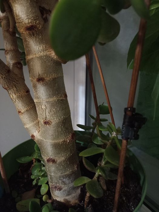 Продаю омашний цветок