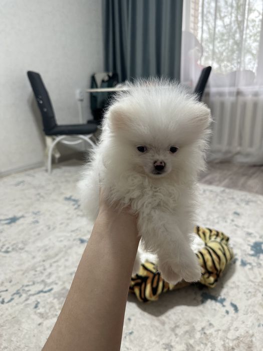 продам щеночка , шпиц мини 2.5 месяцев