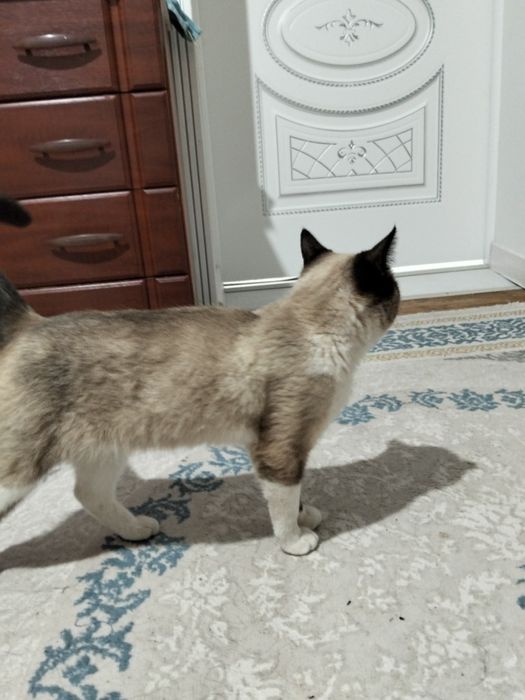 Сиамски мысық әдемі