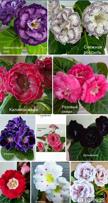 Укоренные листочки глоксиний.