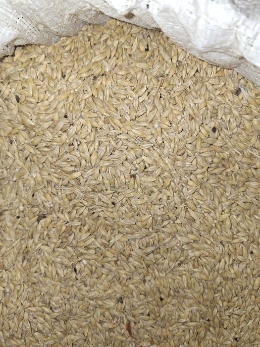 Ячмень   местный