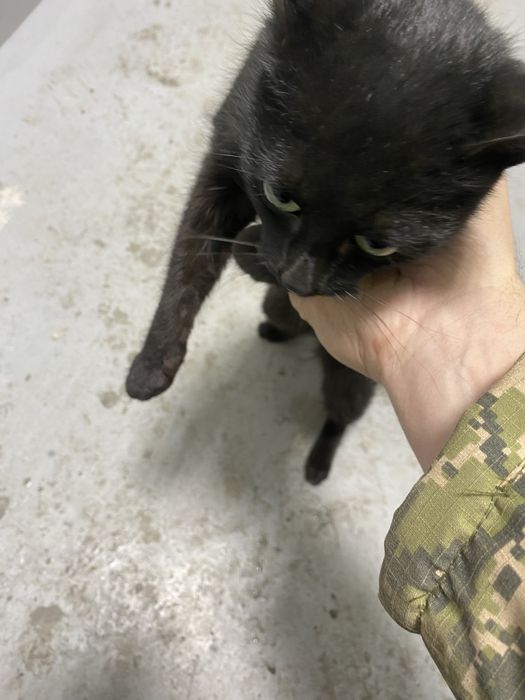 отдаю кота бесплатно