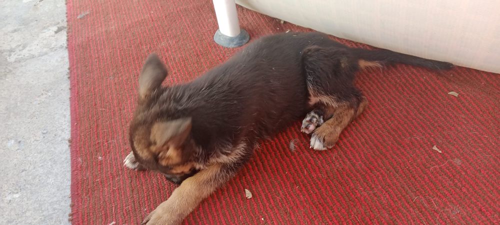 Продам щенят немецких овчарят