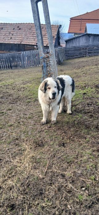 Caine ciobanesc carpatin