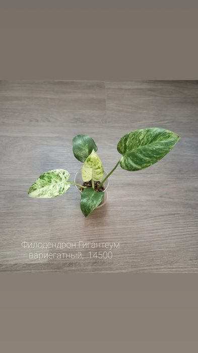 Филодендрон Модтаной, цветы, растения