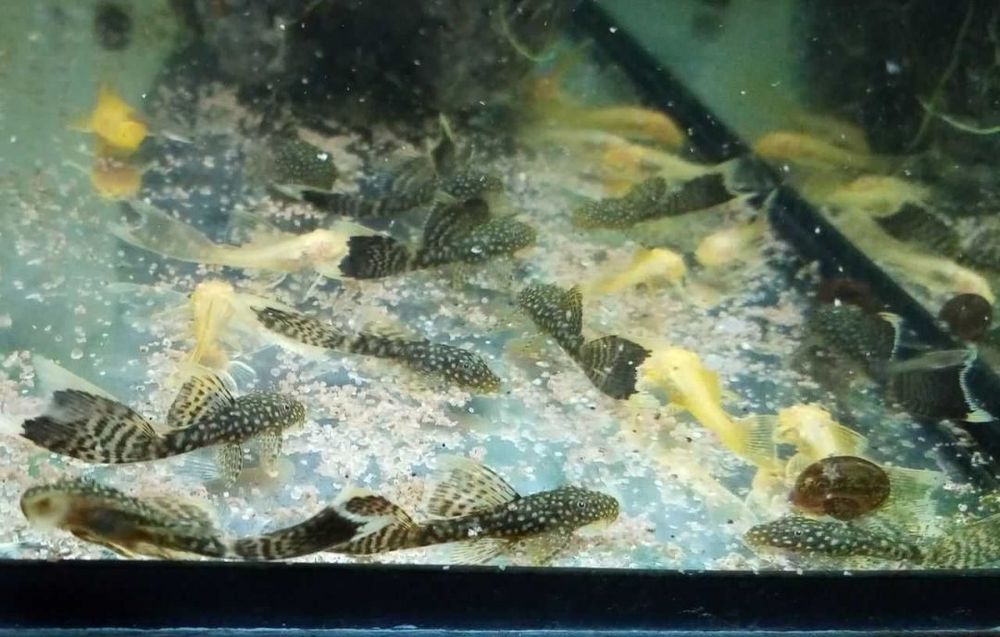 Анциструсы вуалевые