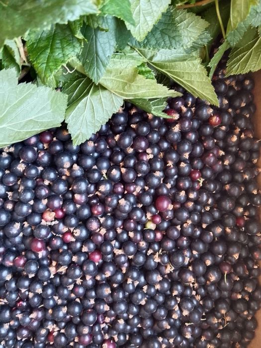 Продам смородину домашнюю