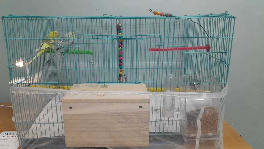 Папугай пара с клеткой