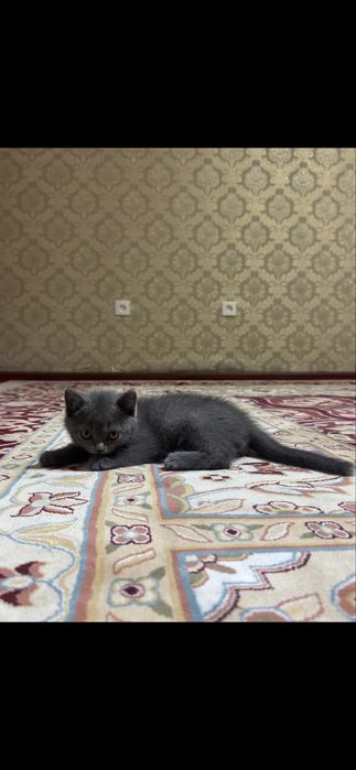 кошка British blue