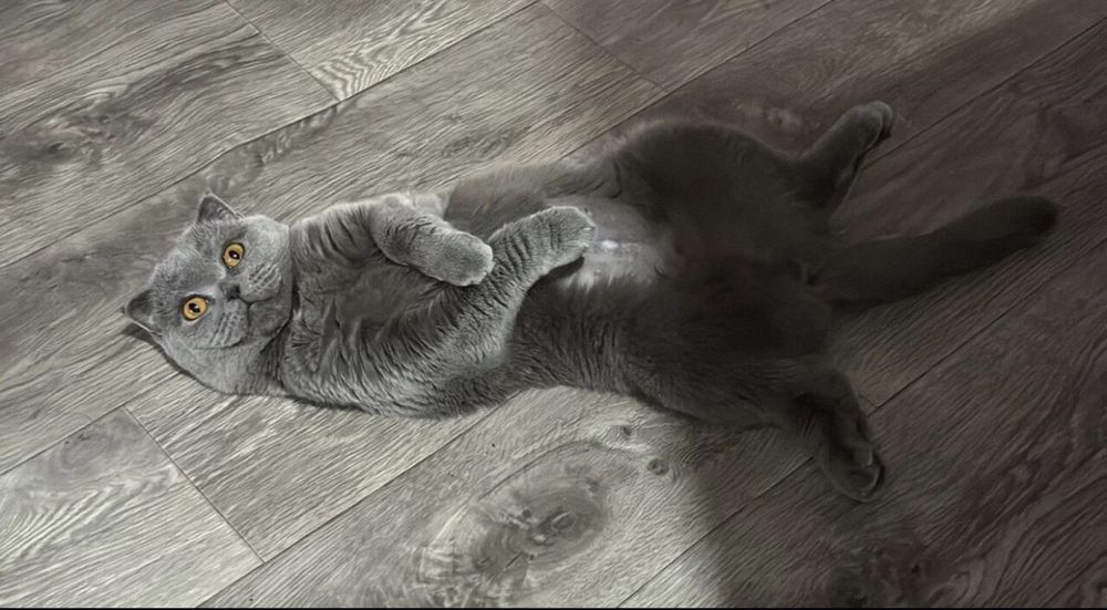 Отдам кошечку В добрые руки