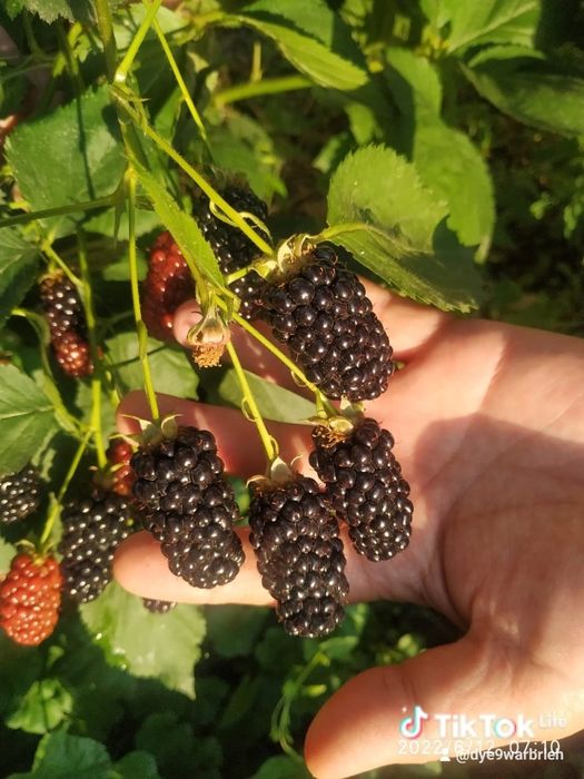 Ежевика Блэк джем