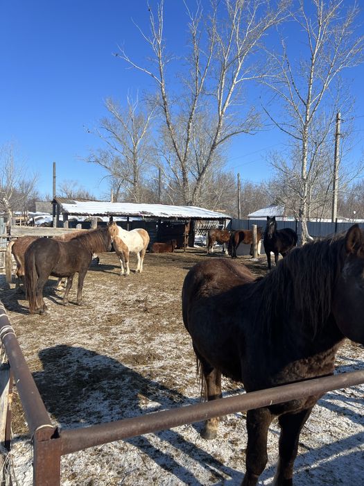 Кабылы жеребые дойные