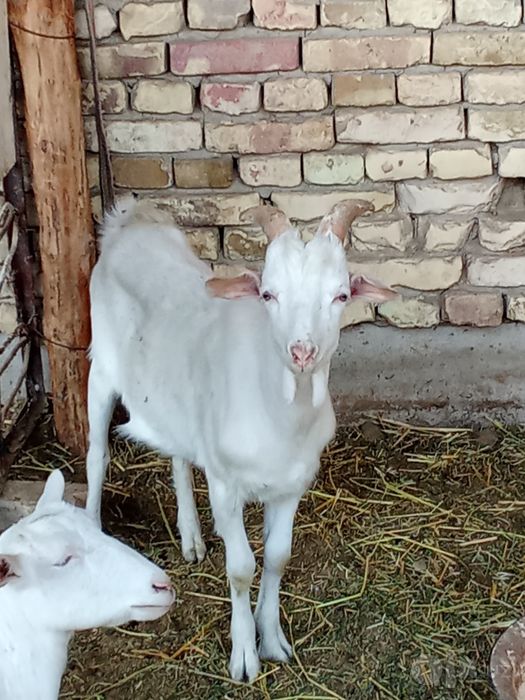 Erkak echki sotiladi