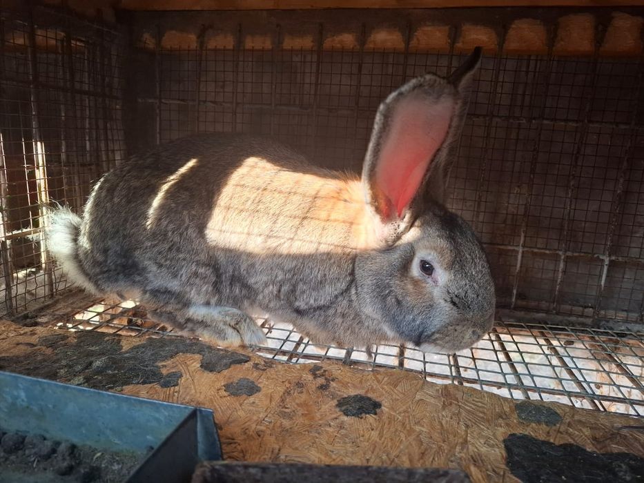 Кролики порода Фландер