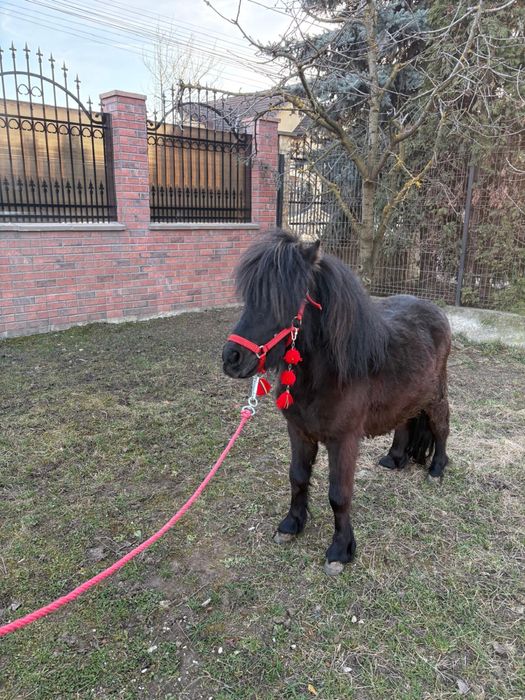 Vand ponei adus din Polonia