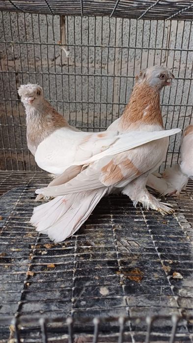 Продам Голубей!!