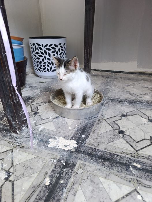Отдаются два котенка две девочки.
