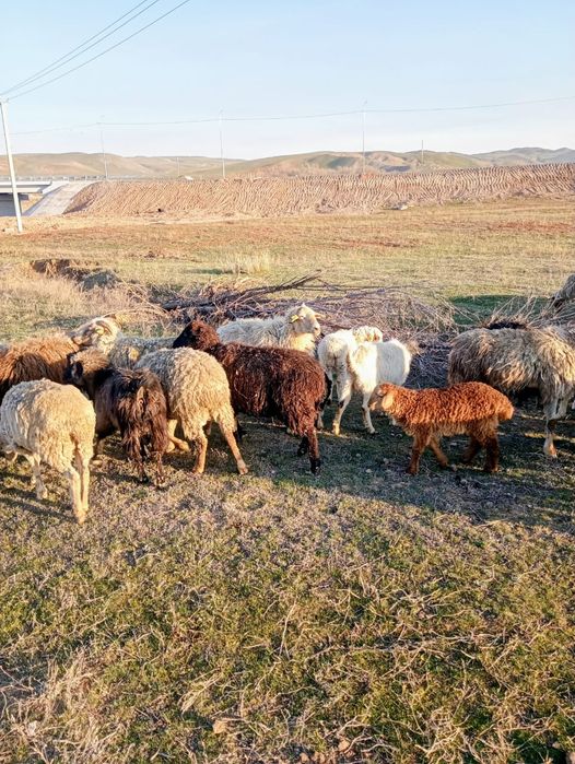 Баран қой ешкі лақ қозы