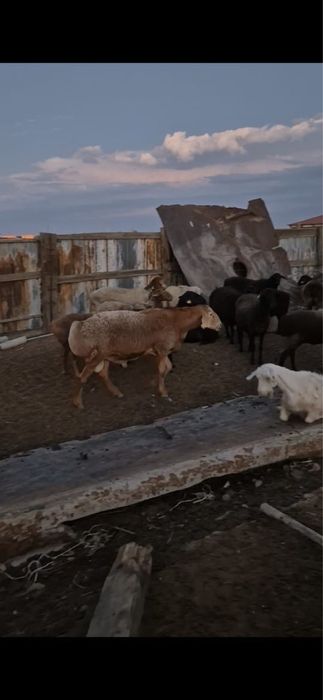 Кошкар, баран производитель