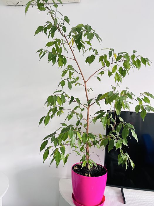 Фикус, 4 штуки в наличие