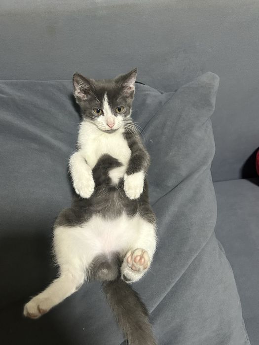 Котенок мальчик в добрые руки