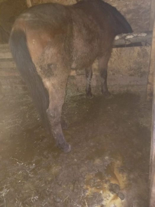 Mânză de 3 ani garantata