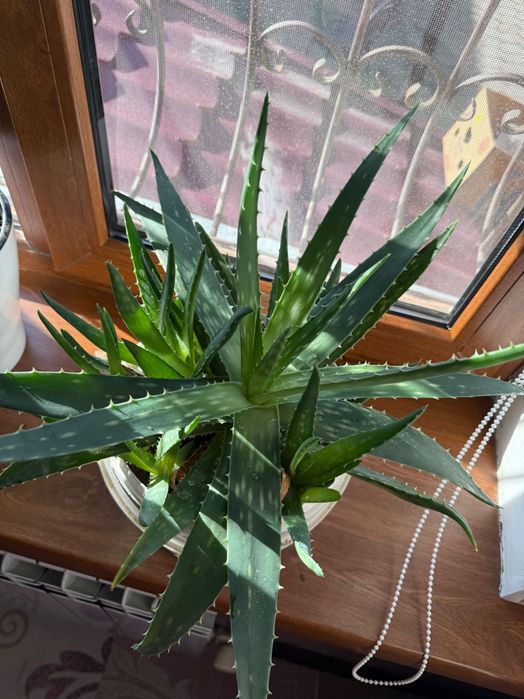 Продаю Алоэ вера