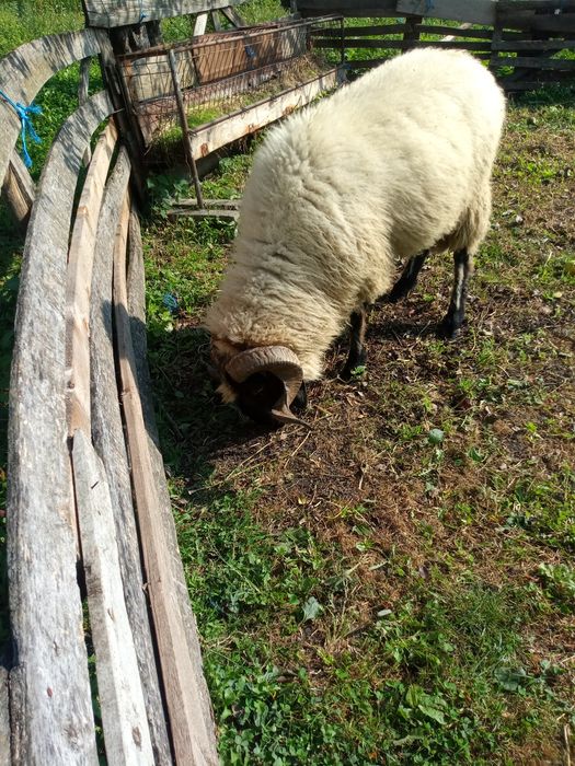 Berbec de vinzare