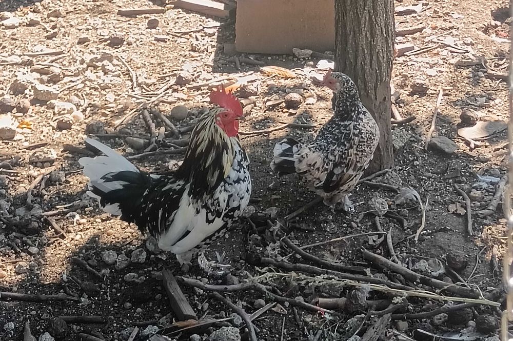 Pereche Găini Pitice de 1 an+ Cocoși pitici de 5 luni .