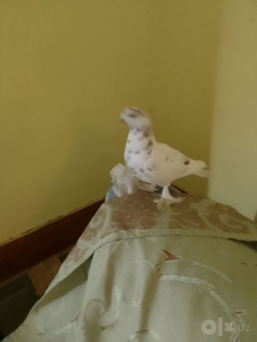 Kabutar sotiladi yana kelishamiz