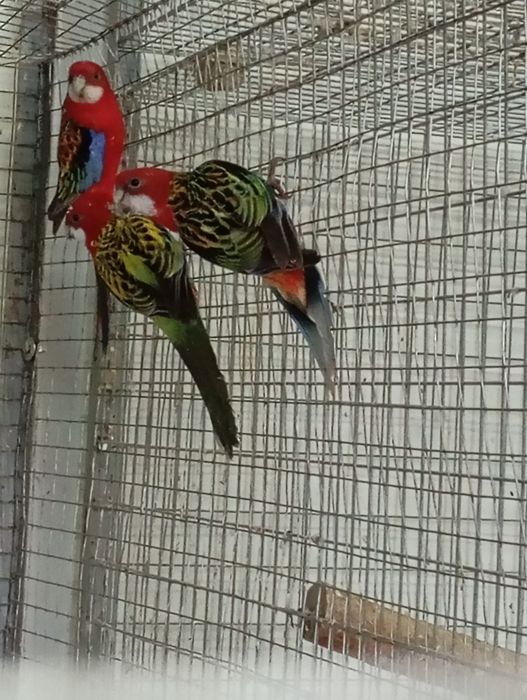 Papagali rosella