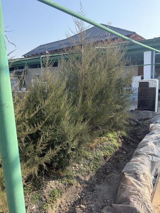 Можевельник молодой