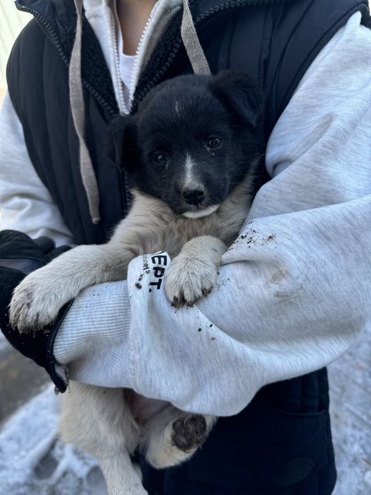 Щенки ласковые, младше месяца