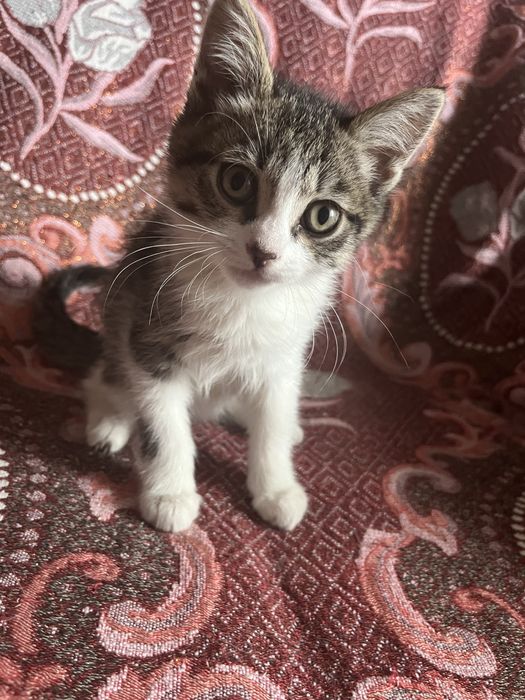 Отдам котят в добрые руки