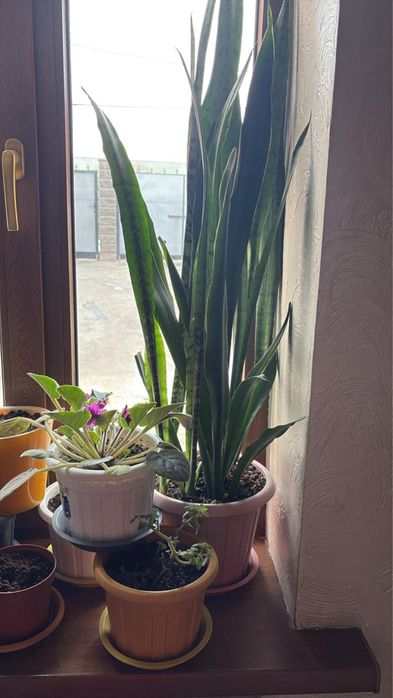 Комнатные цветы