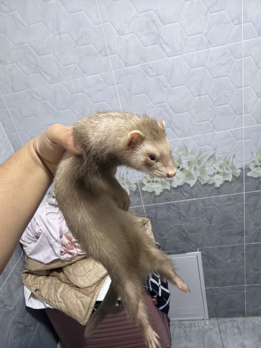 Хорек продается бежевого цвета