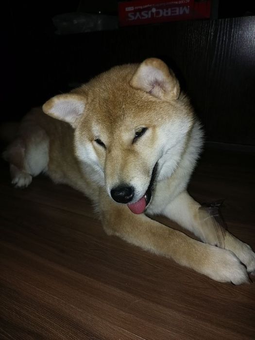 Продаются щенки Сибо-ино "Shiba-ino"