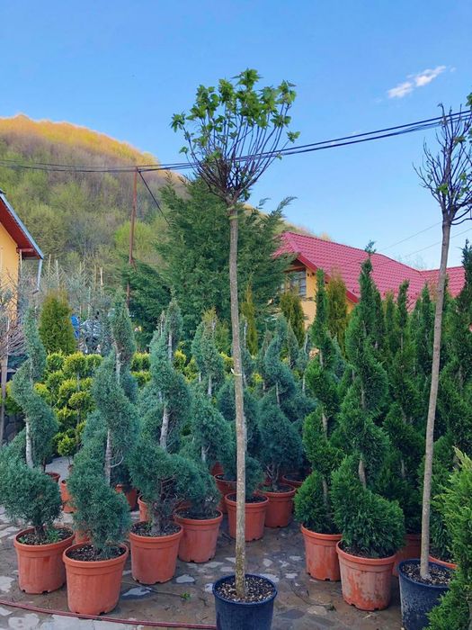 Maslin, palmieri, magnolia grandiflora, forme plante